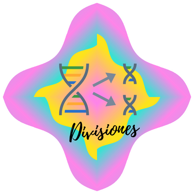 U3 - Divisores